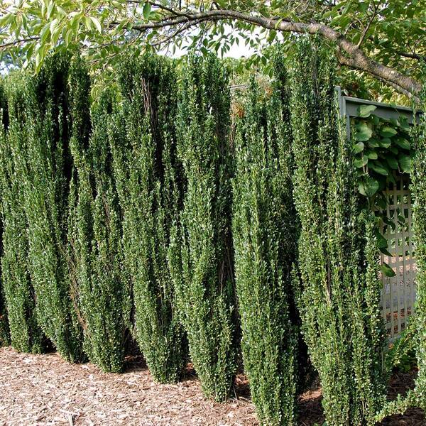 FLOWERWOOD 3 Gal. Sky Pencil Japanese Holly(Ilex), Live Shrub