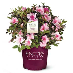 1 Gal. Encore Autumn Twist Azalea with Large Bi-Color and Occasional Solid Purple Reblooming Flowers