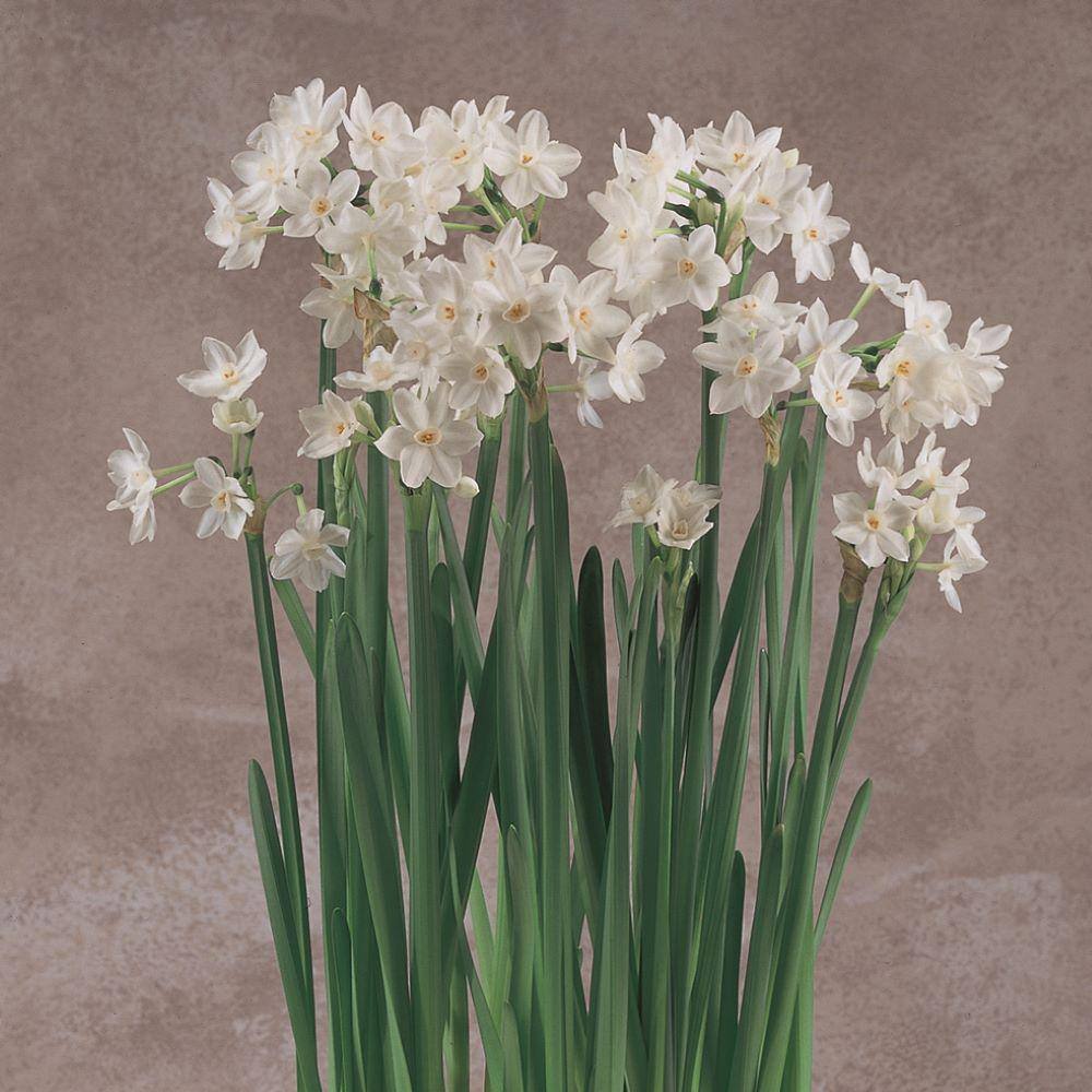 Tazetta Daffodil Plant With White Flowers 37774p The Home Depot