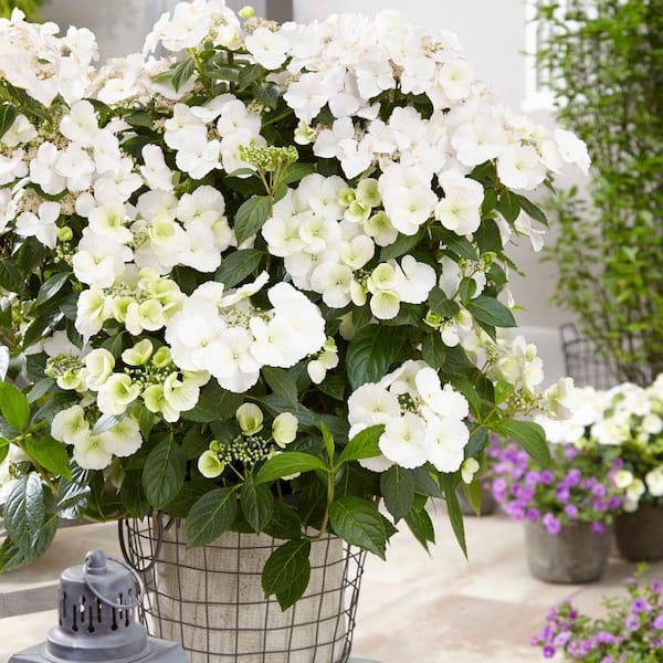 Image of Fairytale Bride Hydrangea Proven Winners in full bloom