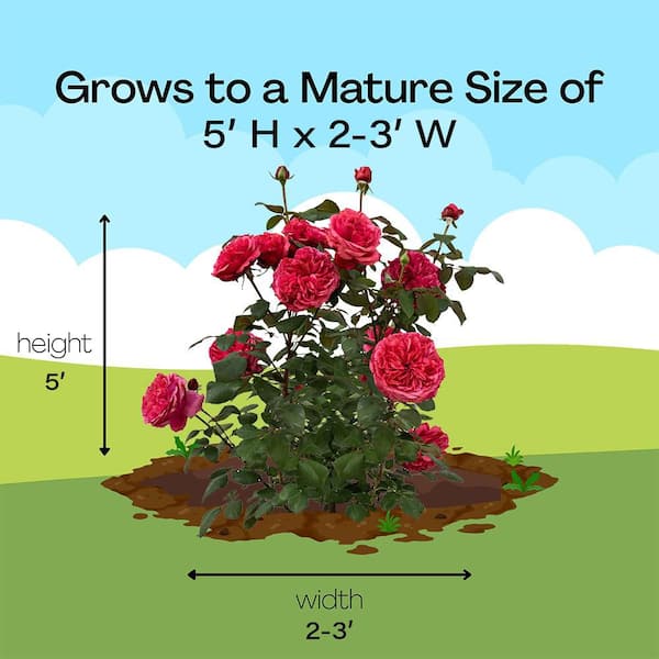 Vigoro 2 Gal. Loves Me Loves Me Not Rose Plant with Pink Flowers