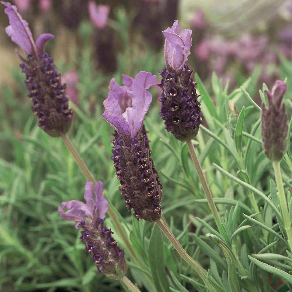 Metrolina Greenhouses 1.5 Gal. Anouk Supreme Lavender Plant