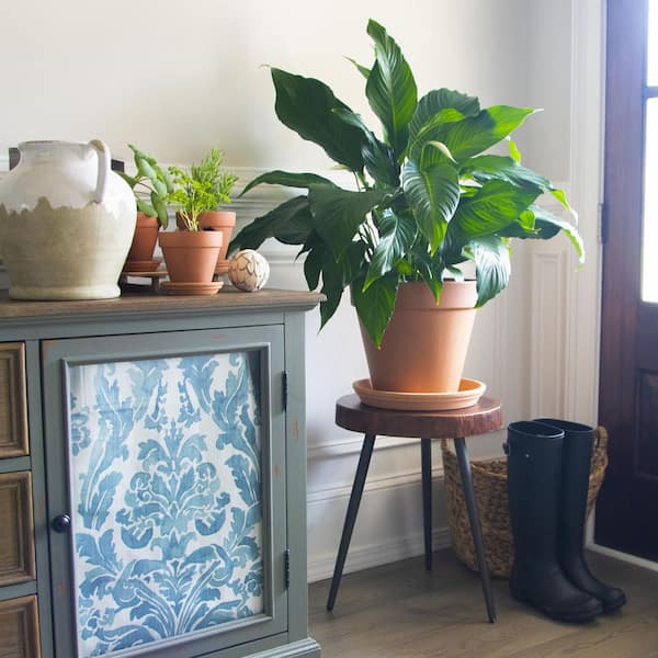 14 in. Large Terra Cotta Clay Saucer