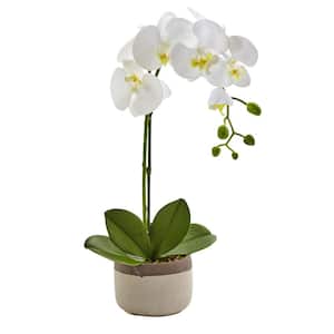 19 in. Artificial Phalaenopsis Orchid in Ceramic Pot