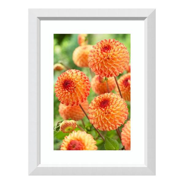 Amanti Art "Dahlia mirella variety flowers" by Visionspictures Framed Wall Art