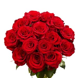 Globalrose Fresh Dark Red Color Roses (100 Stems) red-paris-100 - The ...