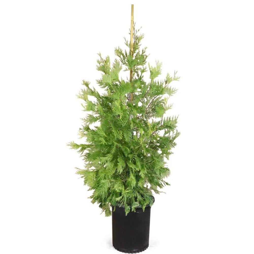 Online Orchards 5 Gal. Incense Cedar Tree with Highly Fragrant Foliage ...