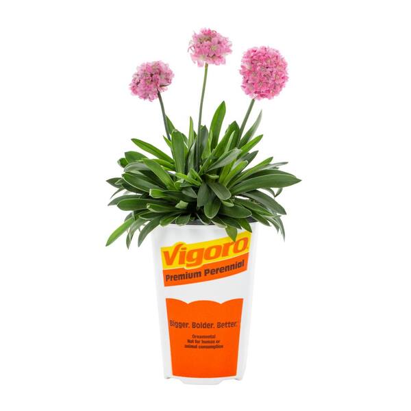 Vigoro 1.5 pt. Purple Armeria Sea Thrift Dreameria Daydream