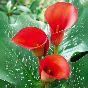 12 cm/14 cm, Red Alert Calla Lily Flower Bulbs (Bag of 5)
