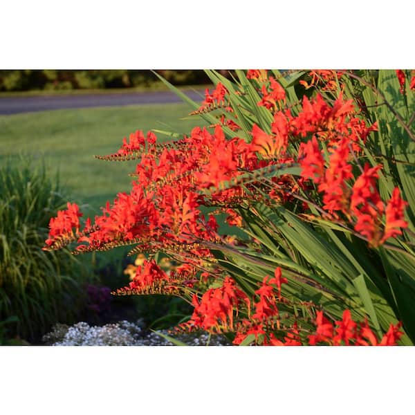 Crocosmia 'Lucifer' seeds in their capsules Stock Photo - Alamy