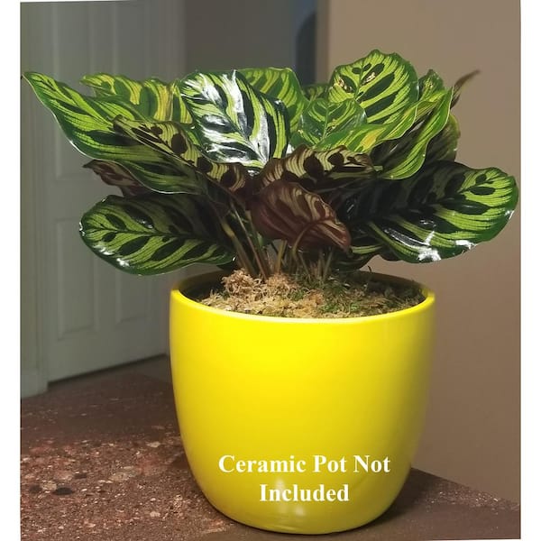 Peacock Plant in 6 in. Grower Pot