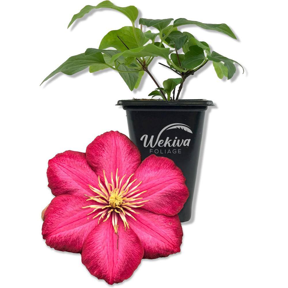 Clematis Ernest Markham-Live Starter Plant in a 2 Inch Pot-Starter Plants-Beautiful Maroon Flowering Vine price history on PriceWatchPro