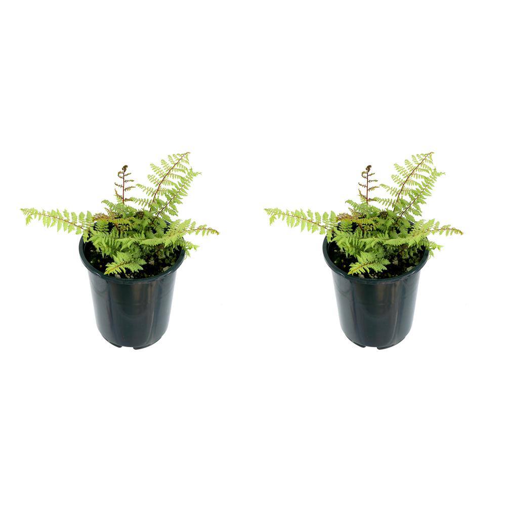 2.5 qt. Perennial Fern Athyrium Limelight (2-Pack)