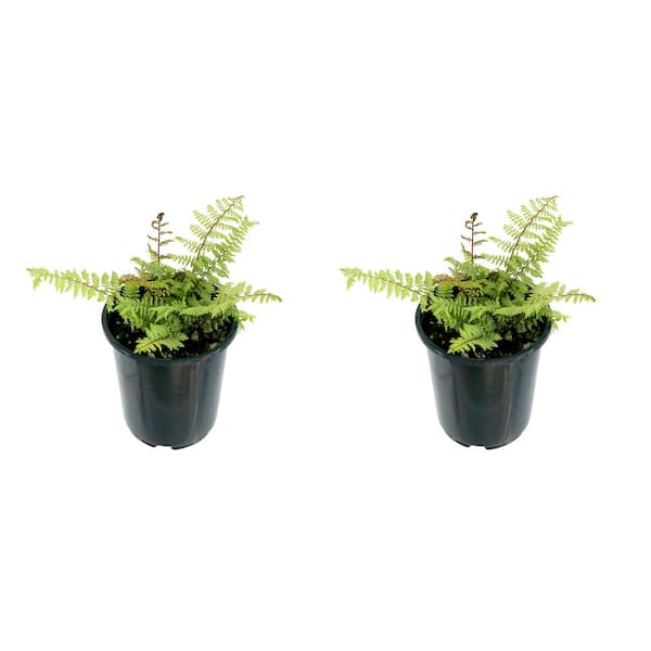 Unbranded 2.5 qt. Perennial Fern Athyrium Limelight (2-Pack)