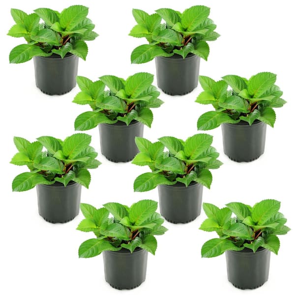 1 gal. Red Beauty Hydrangea Shrub with Red Flowers (8-Pack)
