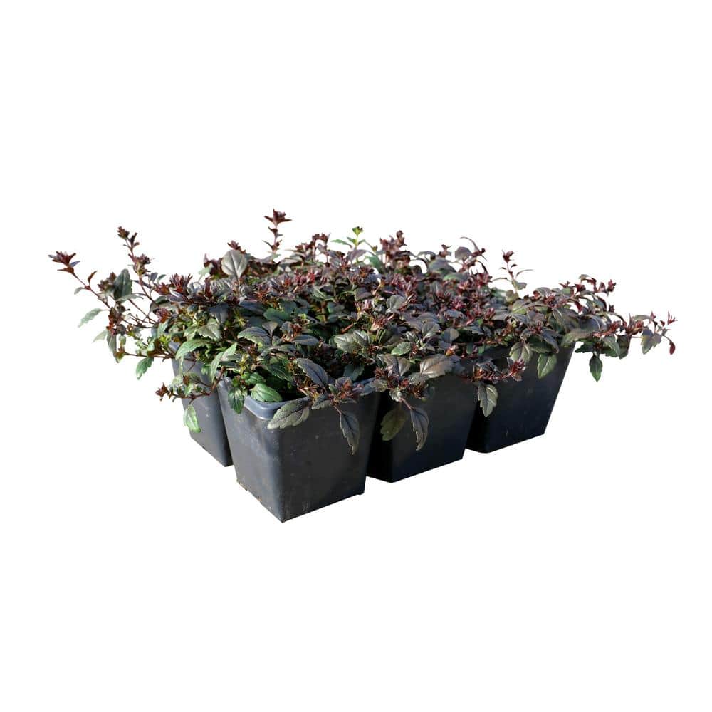Veronica Perennial Plant with Blue Flowers - (6-Pack)
