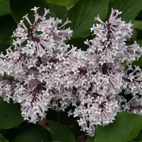 Miss Kim Lilac (Syringa) Starter Single Kit, Live Bareroot Shrubs, 24 in. to 36 in. Tall (1-Pack)