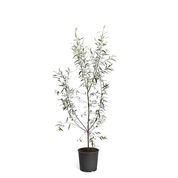 2 Gal. Deciduous Willow Hybrid Trees