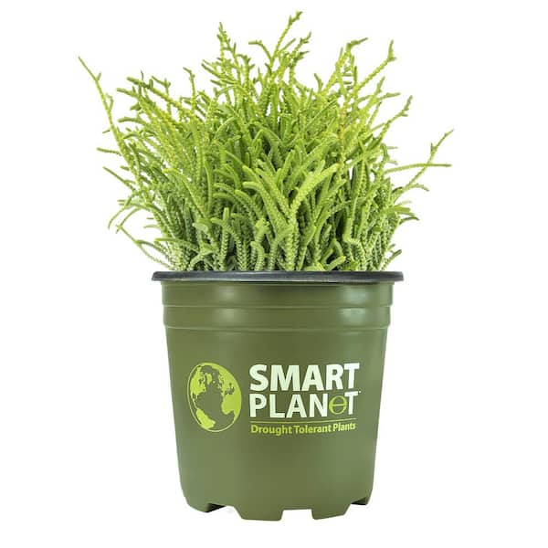 SMART PLANET 1 Gal. Crassula Lycopodioides (Watch Chain) - Single