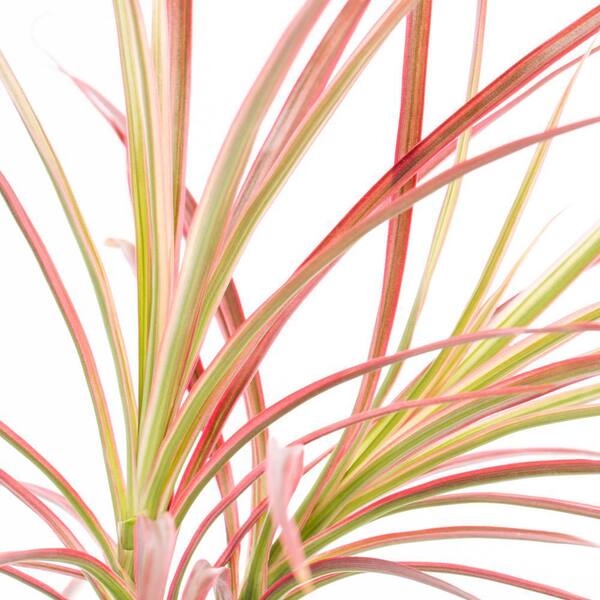 black cardinal variegated philodendron Philodendron Black Cardinal Variegated – INDONESIAPLANTS