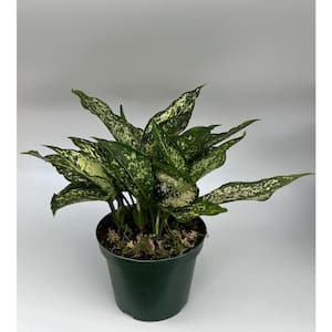 6 in. Aglaonema Snow White Plant in Grower Pot