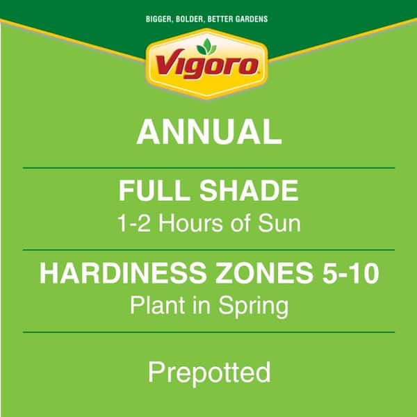 Vigoro 1.38 Pt. Coleus Plant Golden Lace Vegetative in 4.5 In