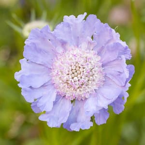 Perfecta Blue Pincushion Dormant Bare Root Flowering Perennial Starter Plant (1-Pack)