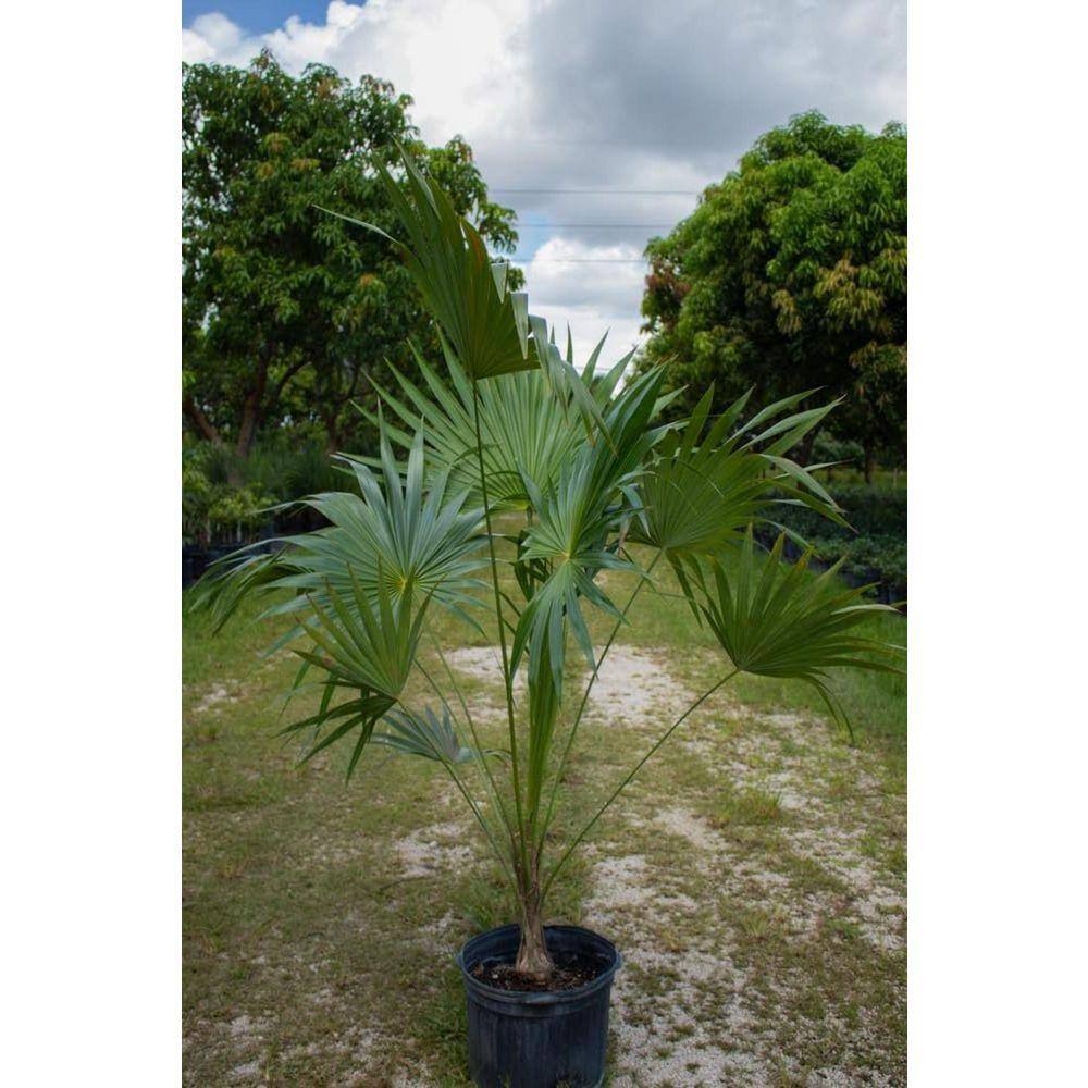 Wekiva Foliage Florida Thatch Palm-Live Plants in a 4 in. Growers