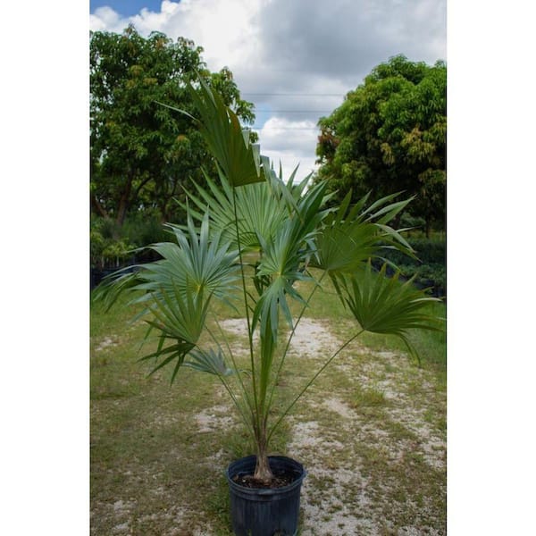 Wekiva Foliage Florida Thatch Palm-4 Live Plants in 4 in. Growers
