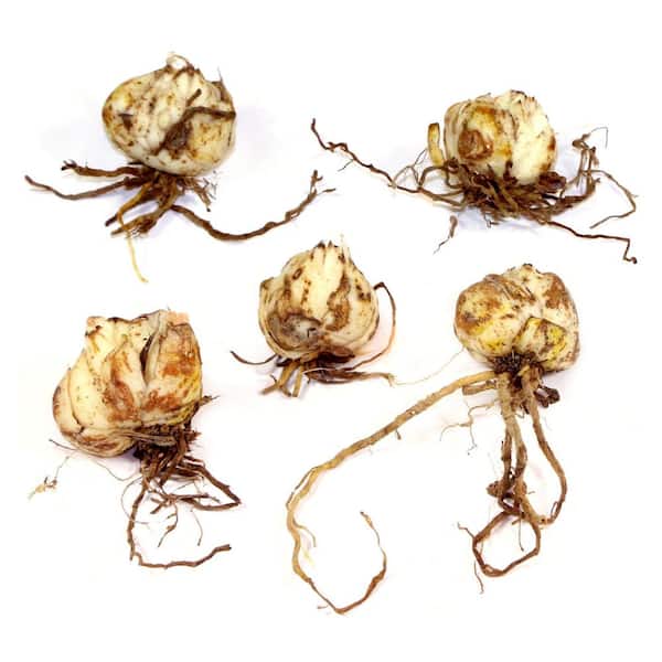 national PLANT NETWORK Lilies Summer Snow LA Hybrid Lilies Bulbs (5-Pack)
