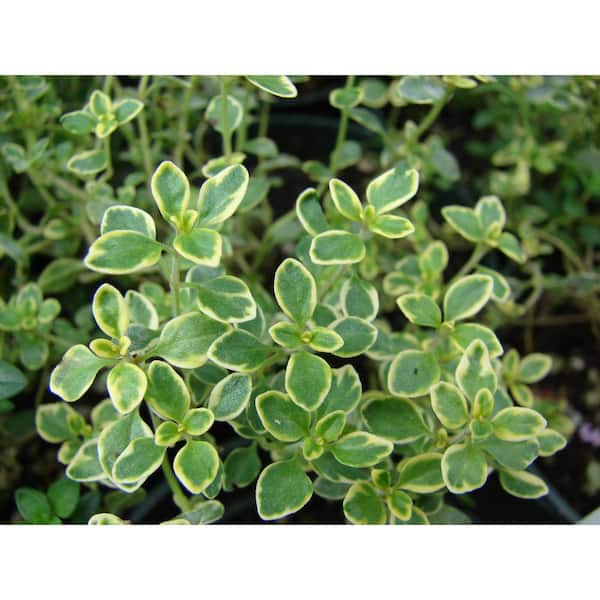 Pure Beauty Farms 1.5 Qt. Herb Plant Lemon Thyme in 6 In. Deco Pot (2-Plants)