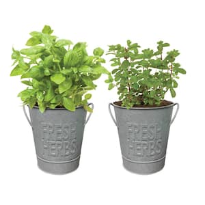 Herb Garden Kit with Aged Zinc Metal Planter (Basil and Mint) (2-Pack)