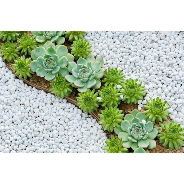 Polished White Rocks, Decorative White Pebbles for Plants, Succulents,  Landscaping, Garden, Vase - Polished White Gravel, White Stones 3/8 (10-lb