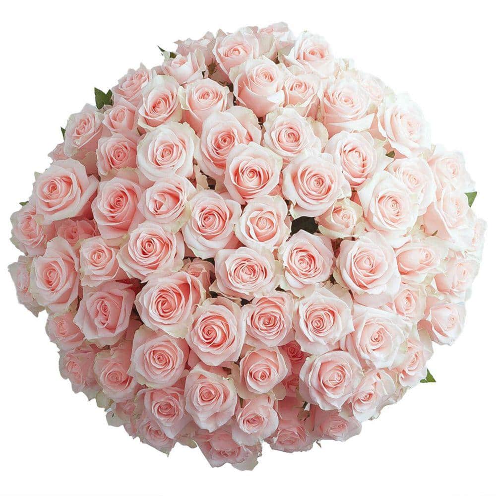 Globalrose Fresh Pink Valentine's Day Roses (100 Stems) 100-pink
