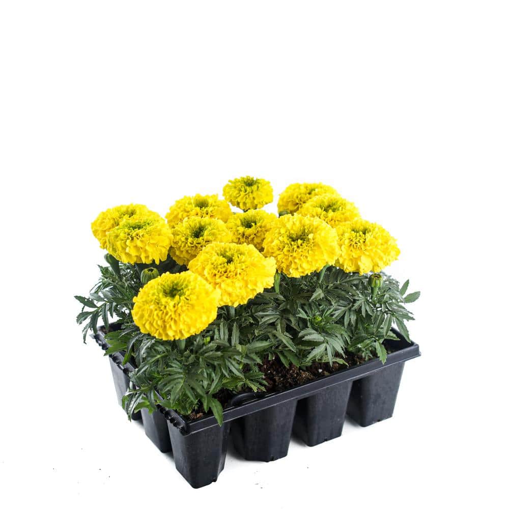 Marigold Plant (6-Pack) 1002971784 - The Home Depot