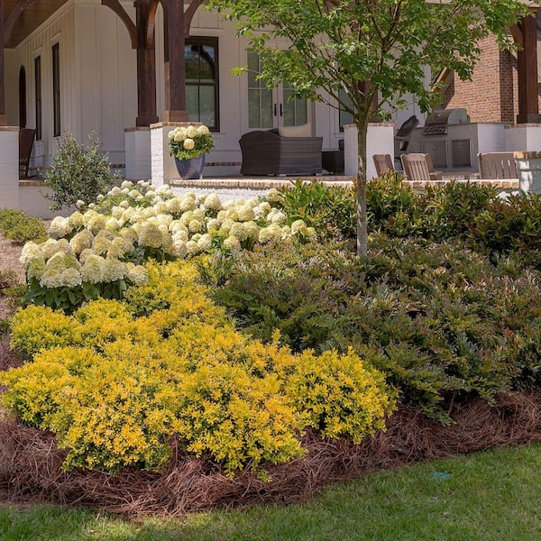 1.5 Gal. Touch of Gold Holly (Ilex Crenata) Evergreen Shrub with Bright Golden Yellow Foliage