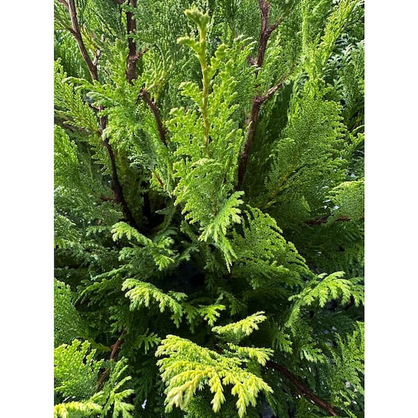 PROVEN WINNERS 2 Gal. Cedar Rapids False Cypress Live Evergreen