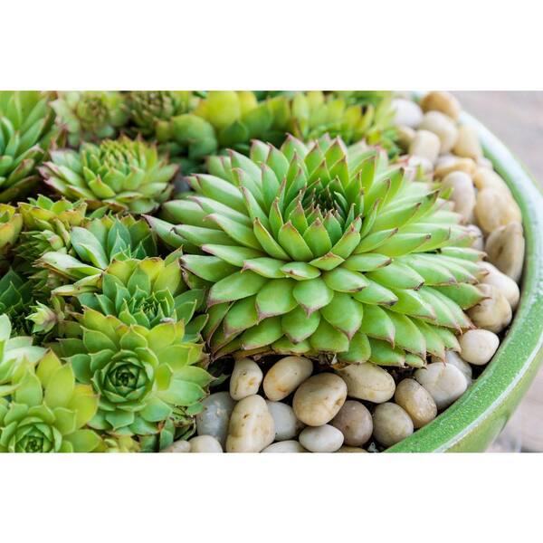 Unbranded Sunset Hens and Chicks