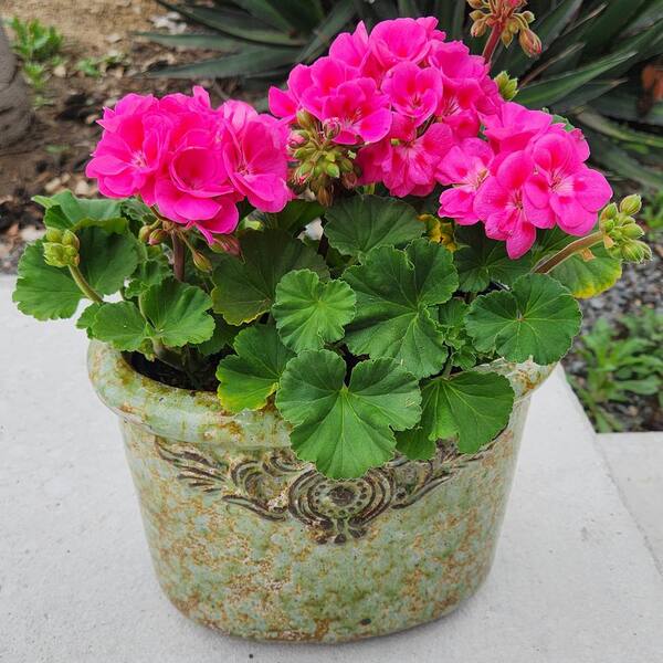 50 Purple Geranium Seeds – Pelargonium, Perennial Garden Flower, Easy Grow, Indoor/Outdoor