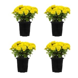 1 qt. Yellow Mum Chrysanthemum (4-Pack)