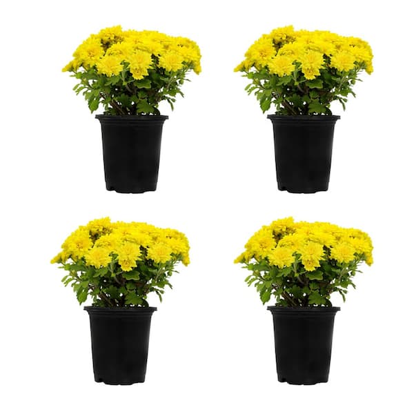 ALTMAN PLANTS 1 qt. Yellow Mum Chrysanthemum (4-Pack)