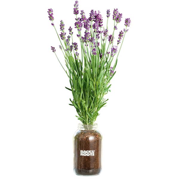  Growable Planter Gift Kit - Lavender 144688-LV