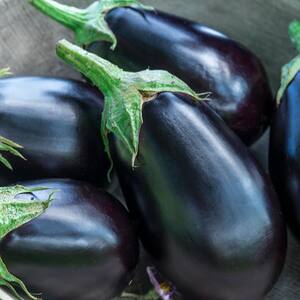 2 in. Pot Midnight Queen Hybrid Eggplant, Live Potted Vegetable Plant (1-Pack)