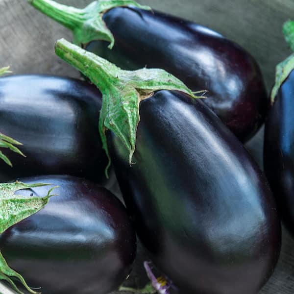Gurney's 2 in. Pot Midnight Queen Hybrid Eggplant, Live Potted Vegetable Plant (1-Pack)