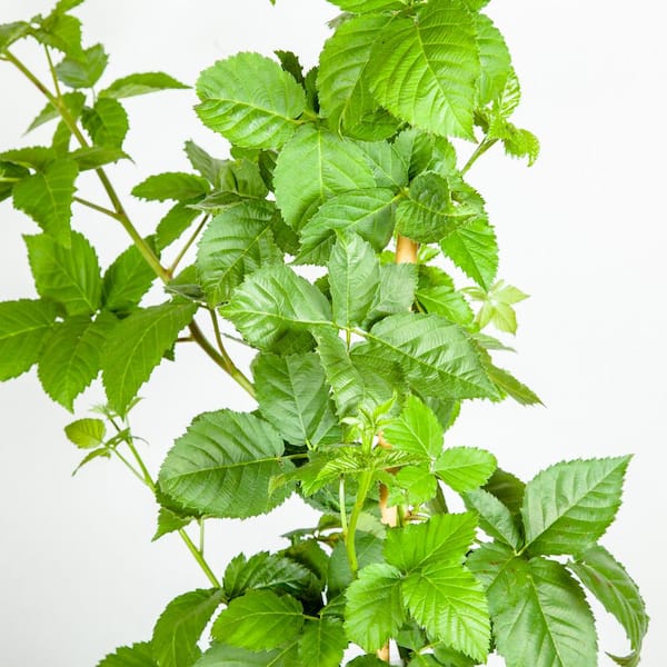 Perfect Plants Apache Blackberry in 1 Gal. Growers Pot Fruit