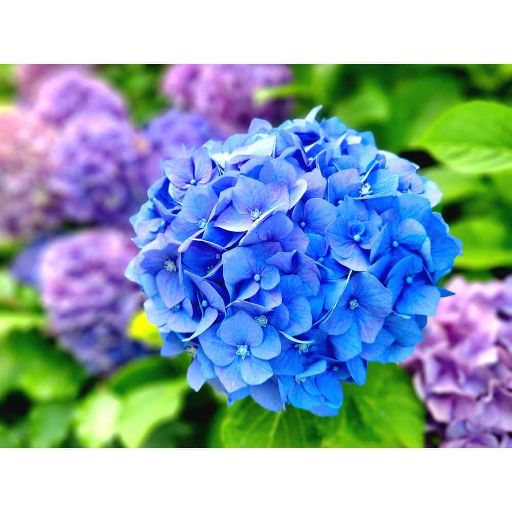 Hydrangea4936　1001 Online Orchards 5 Gal. All Summer Beauty Hydrangea Shrub SBHD511