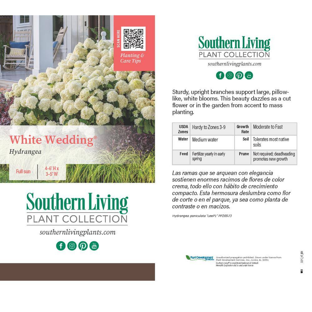 White Wedding Hydrangea Shrub in 2-Gallon Pot