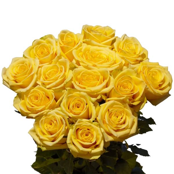 Globalrose Fresh Stems Yellow Beautiful Roses (75 Extra Long Stems)
