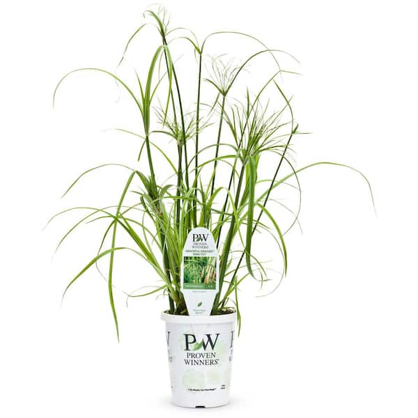 PROVEN WINNERS 2.6 Qt. Cyperus Prince Tut Grass Plant