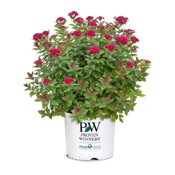 PROVEN WINNERS 2 Gal. Double Play Doozie Spirea with Red to Purple Flowers